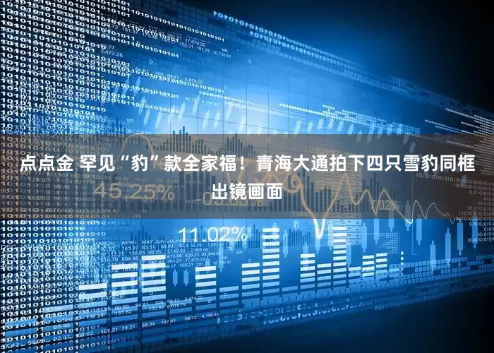 点点金 罕见“豹”款全家福！青海大通拍下四只雪豹同框出镜画面