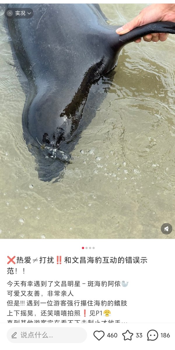 大牛证券港股 野生海豹“阿侬”在海南一海滩生活一年成网红，渔政中心：设保护措施，不建议抚摸投喂