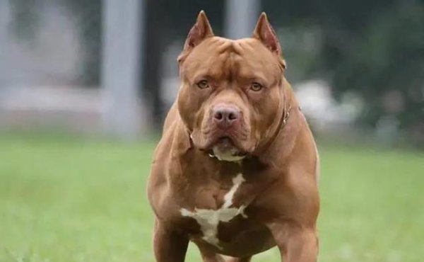 互盈策略 比特犬护主吓跑野猪，忠诚暖心却争议不断，真相如何？