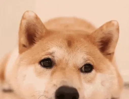 点石策略 狗狗把你当家人？这5个动作藏不住，你家狗有几个？